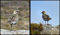 B (79) Golden Plover